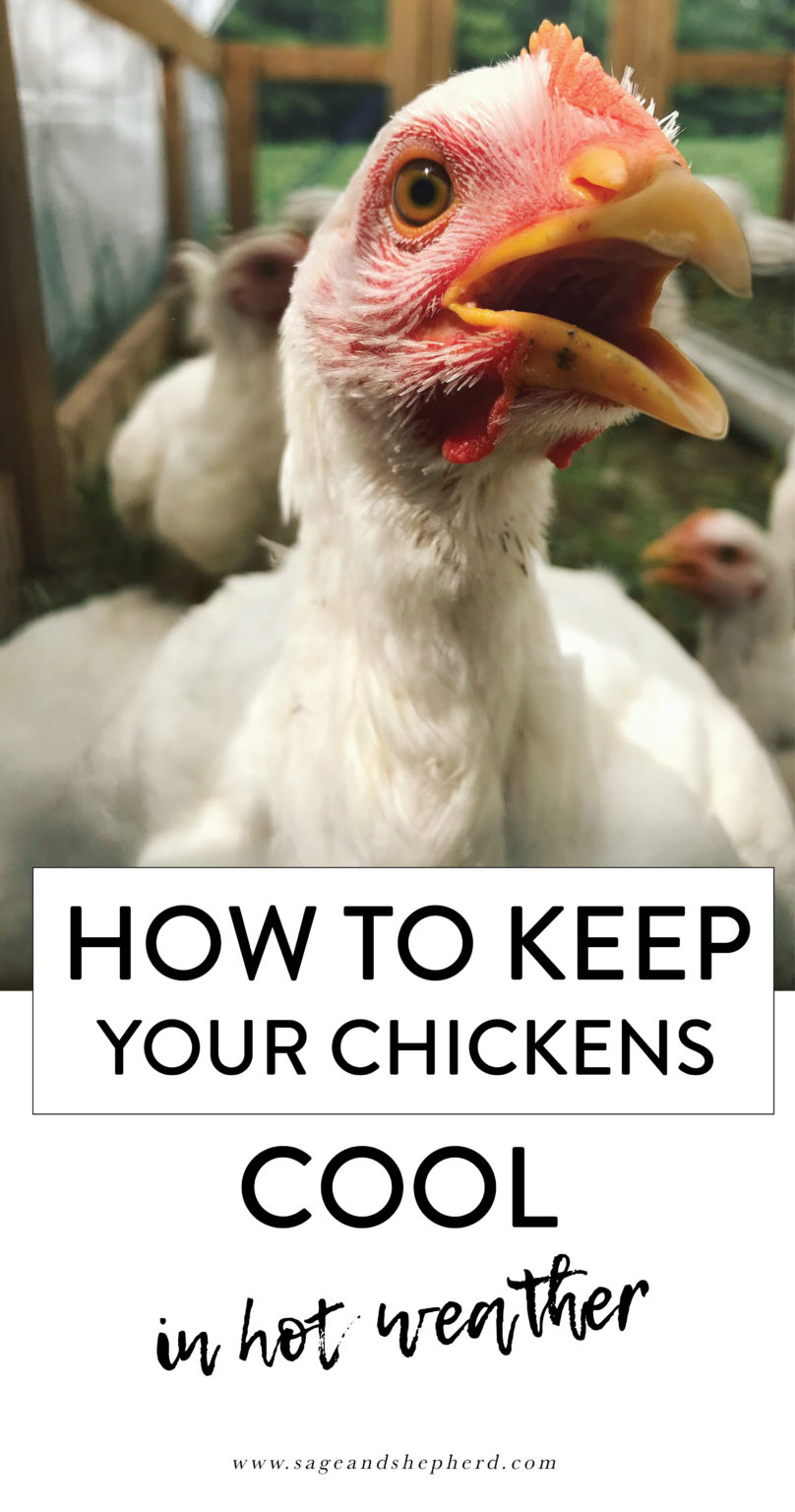 how-to-keep-your-chickens-cool-in-hot-weather-sage-shepherd-blog