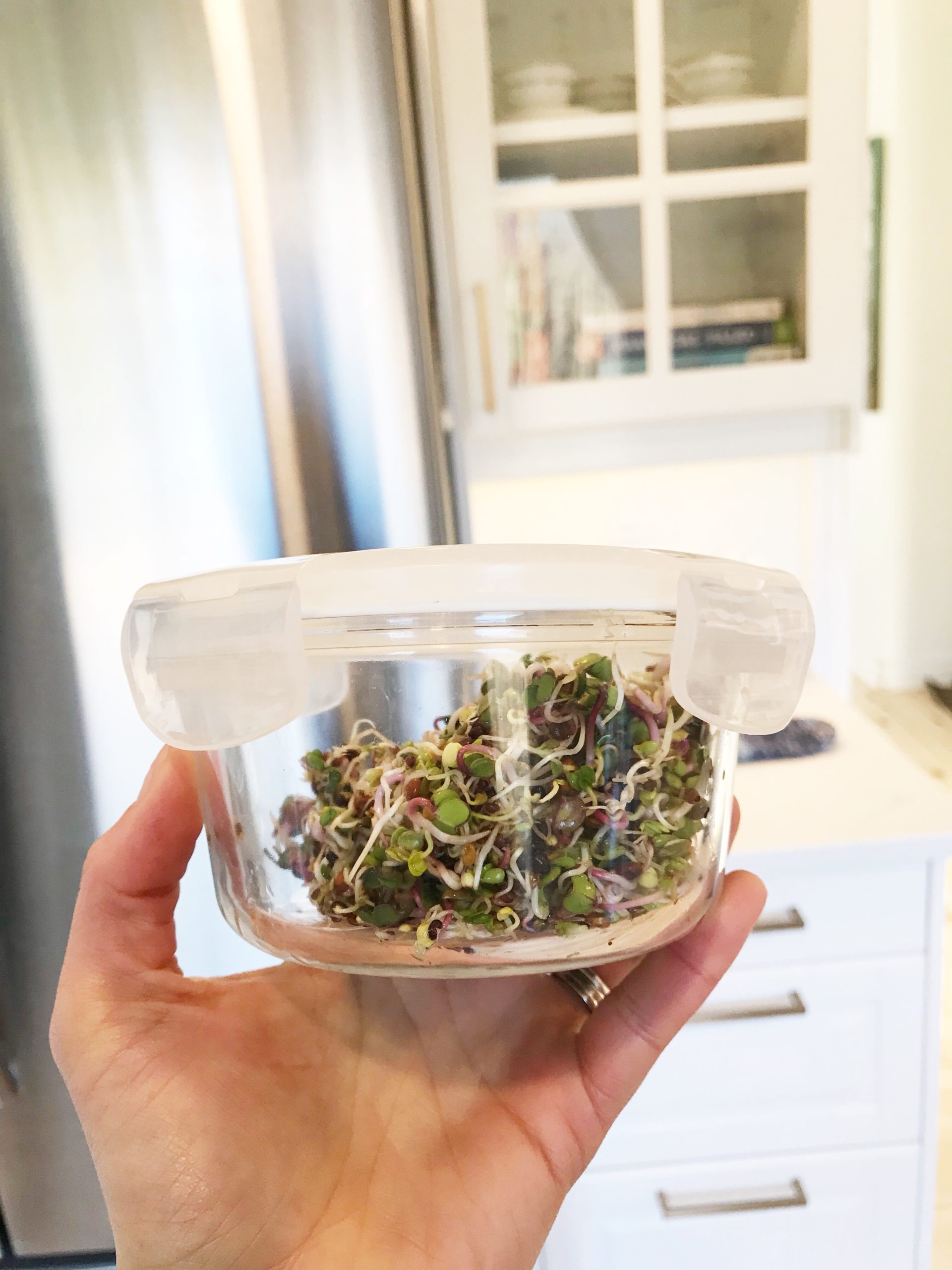easy guide to growing sprouts