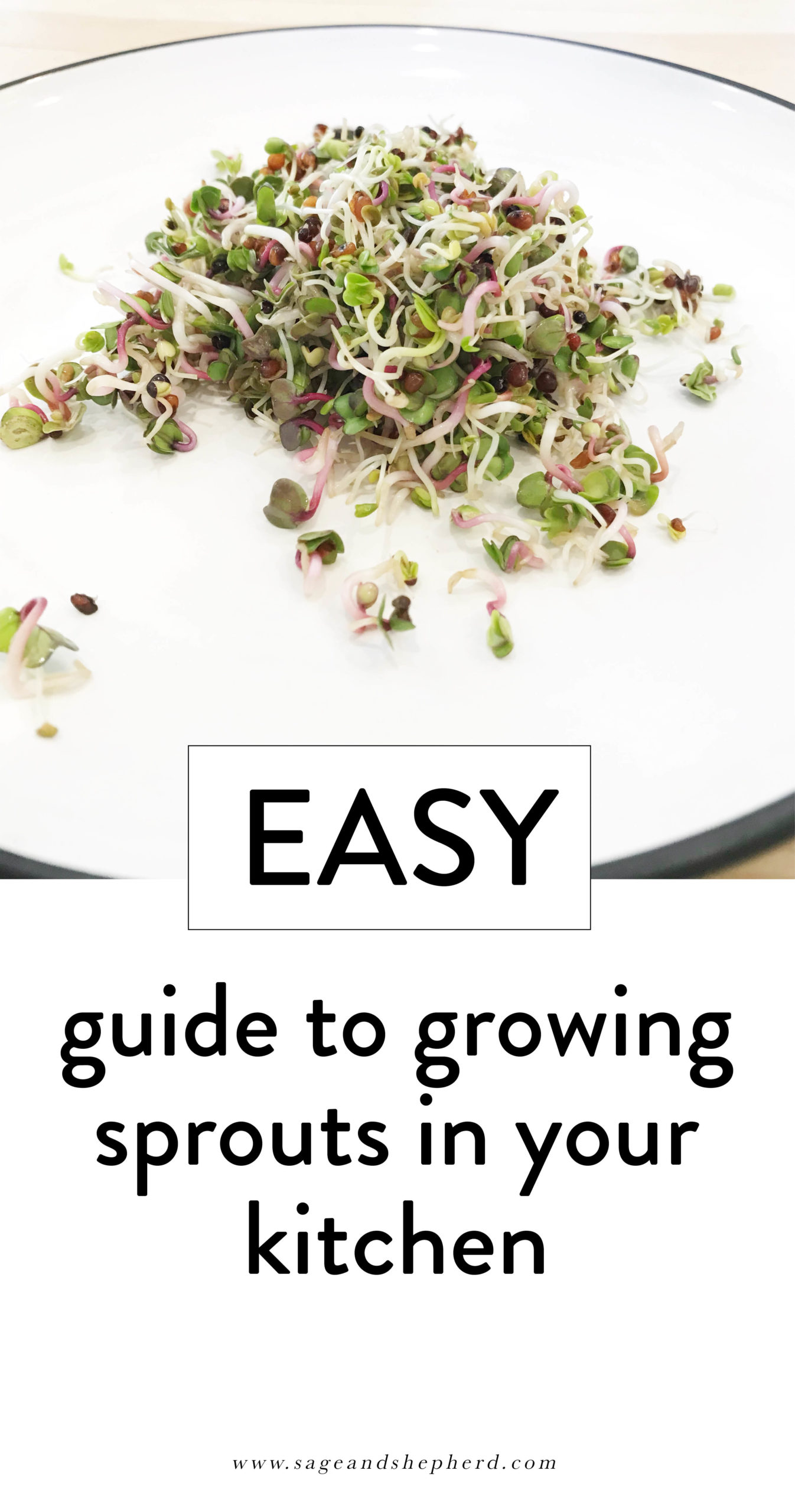 easy guide to growing sprouts in your kitchen