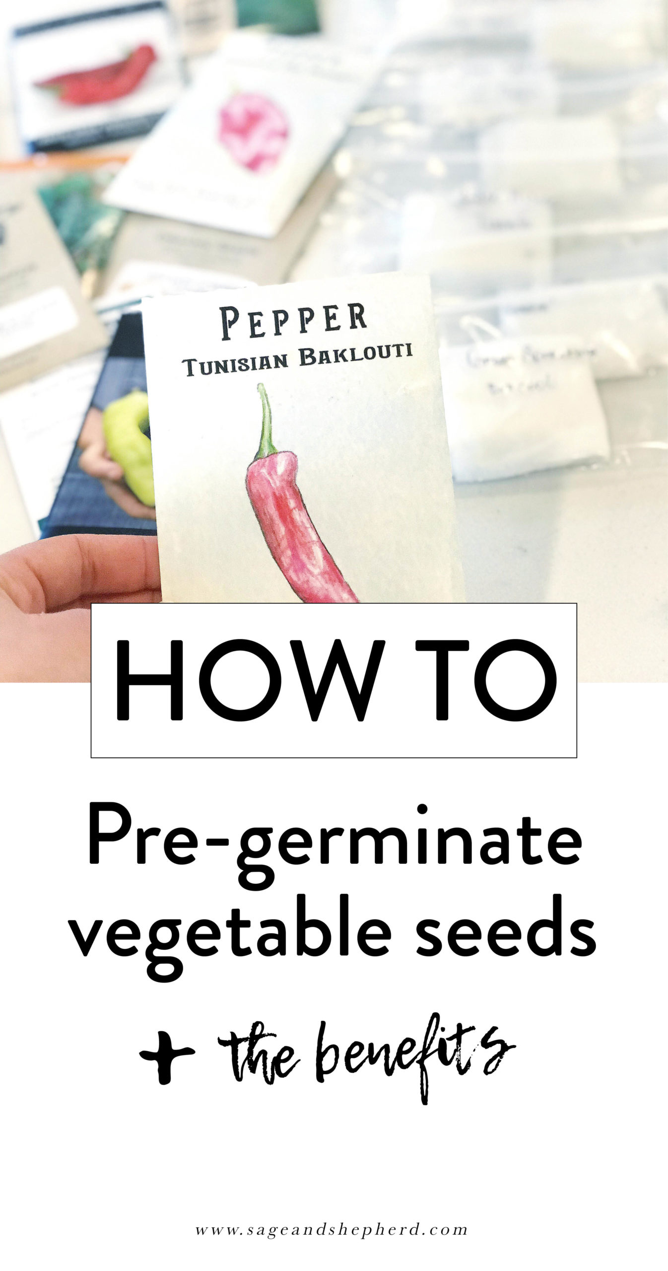 how to pre-germinate seeds