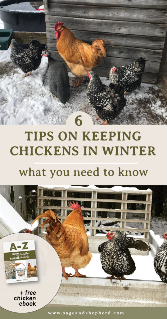 6 tips for keeping chickens in the winter