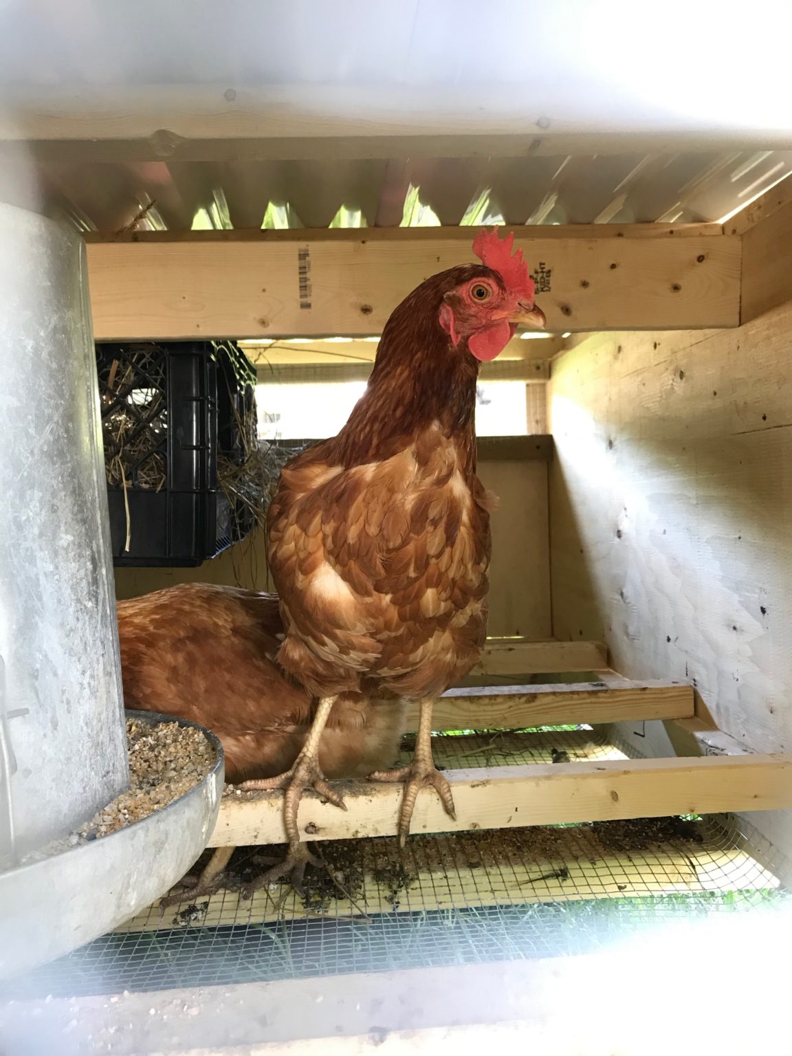 Best Chicken Breeds for Meat, Eggs and Dual Purpose - Sage & Shepherd Blog