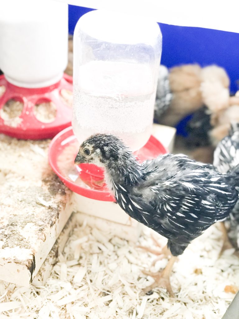 how to homestead - chick brooder