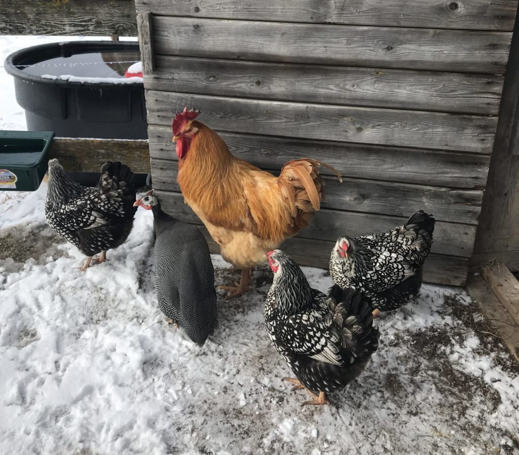 6 Tips for keeping chickens during the winter