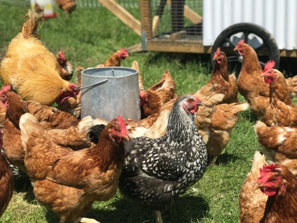 Best Chicken Breeds for Meat, Eggs and Dual Purpose - Sage & Shepherd Blog