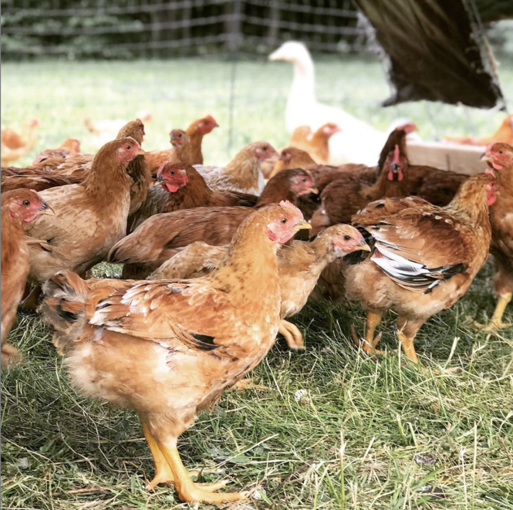 best chicken breeds for meat, eggs, and dual purpose