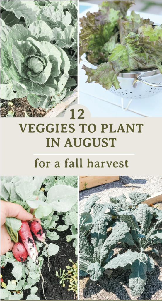 12 veggies to plant in august for a fall harvest