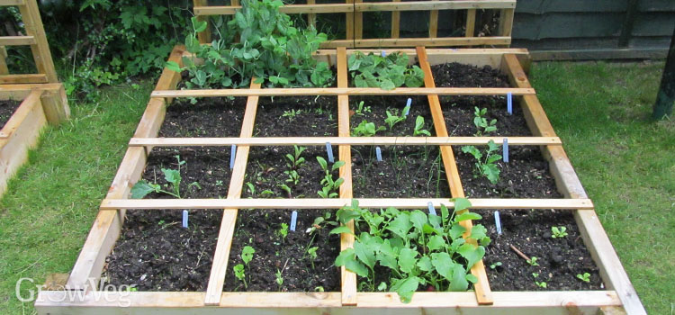 what i learned about the square foot garden method