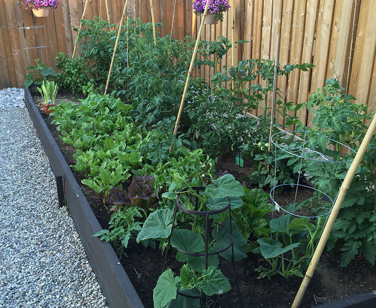 what i learned about the square foot garden method