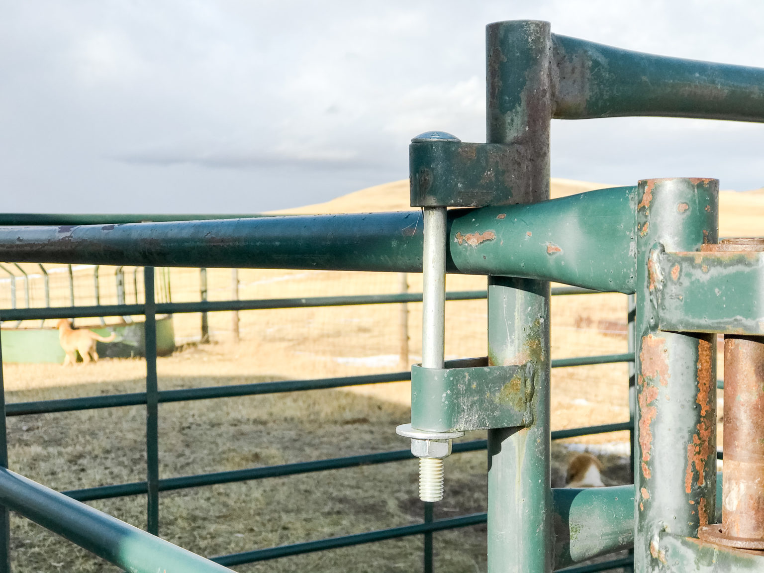 Diy Self Feeding Hay Feeder For Sheep Sage And Shepherd Blog 9472