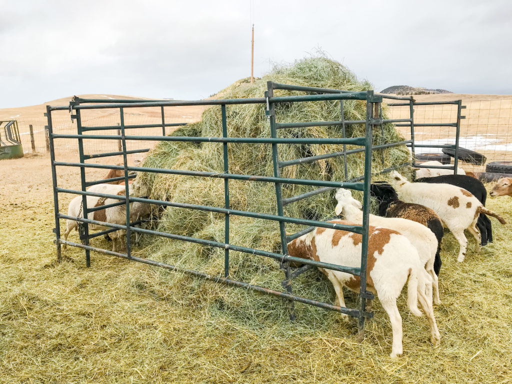 diy self feeding hay feeder
