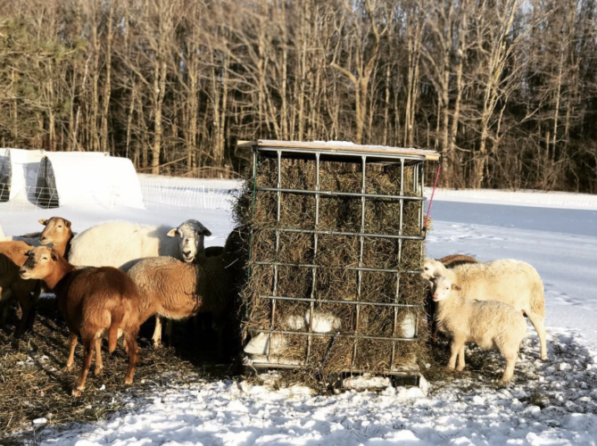 DIY Self-Feeding Hay Feeder for Sheep - Sage & Shepherd Blog