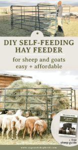 DIY Self-Feeding Hay Feeder for Sheep - Sage & Shepherd Blog