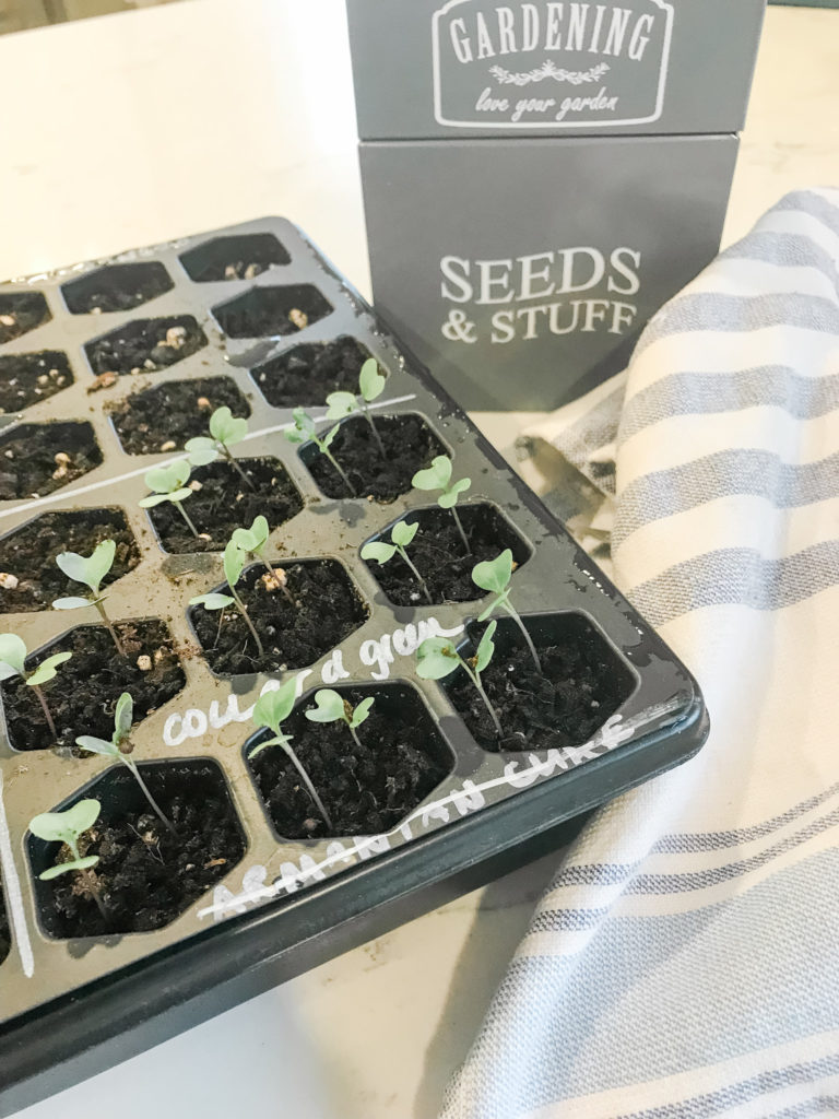 starting seeds indoors