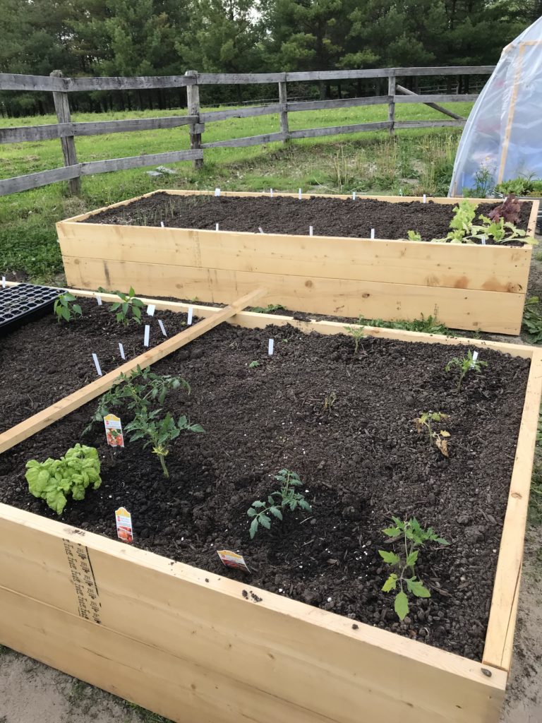 planning your vegetable garden 
