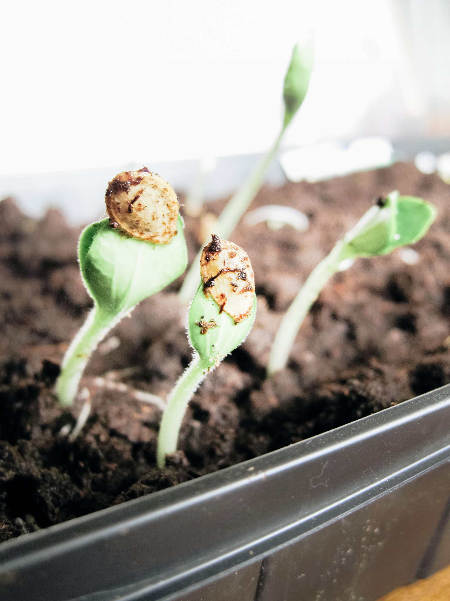 The Beginners Guide to Starting Seeds Indoors - Sage & Shepherd Blog