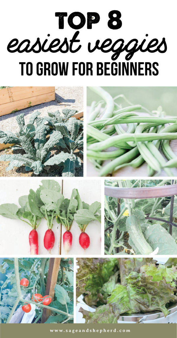 8 Easiest Vegetables To Grow For Beginners - Sage & Shepherd Blog