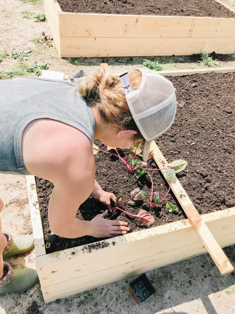 when to plant a vegetable garden