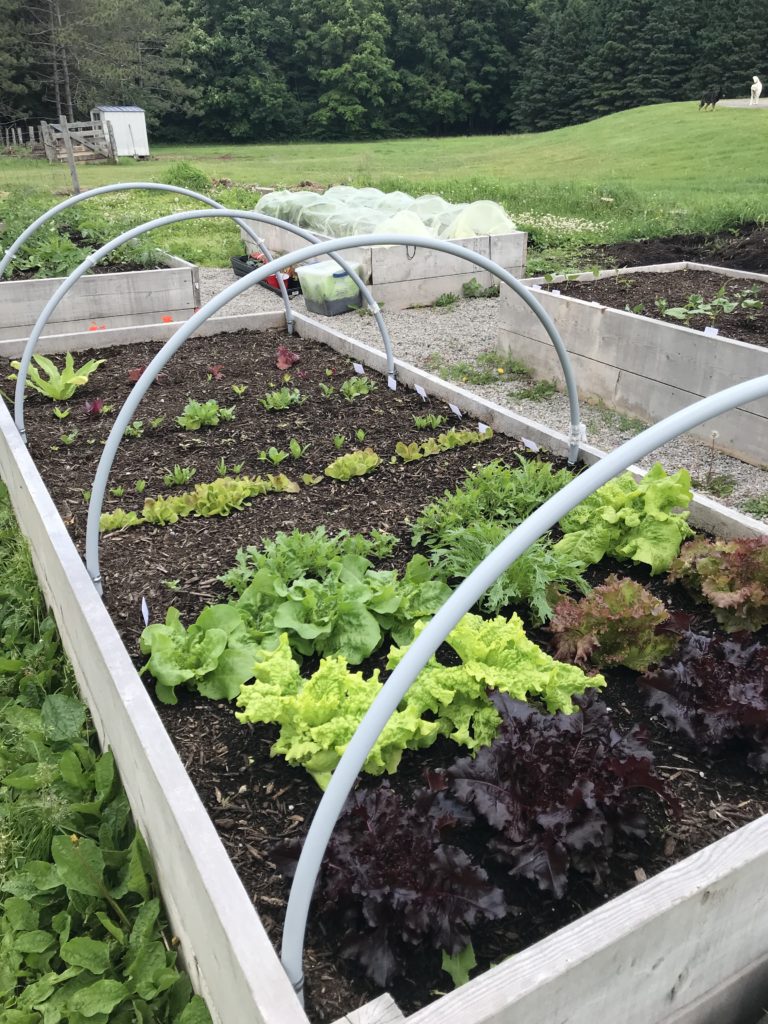growing more food in less space
